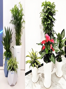 余姚植物租摆专业